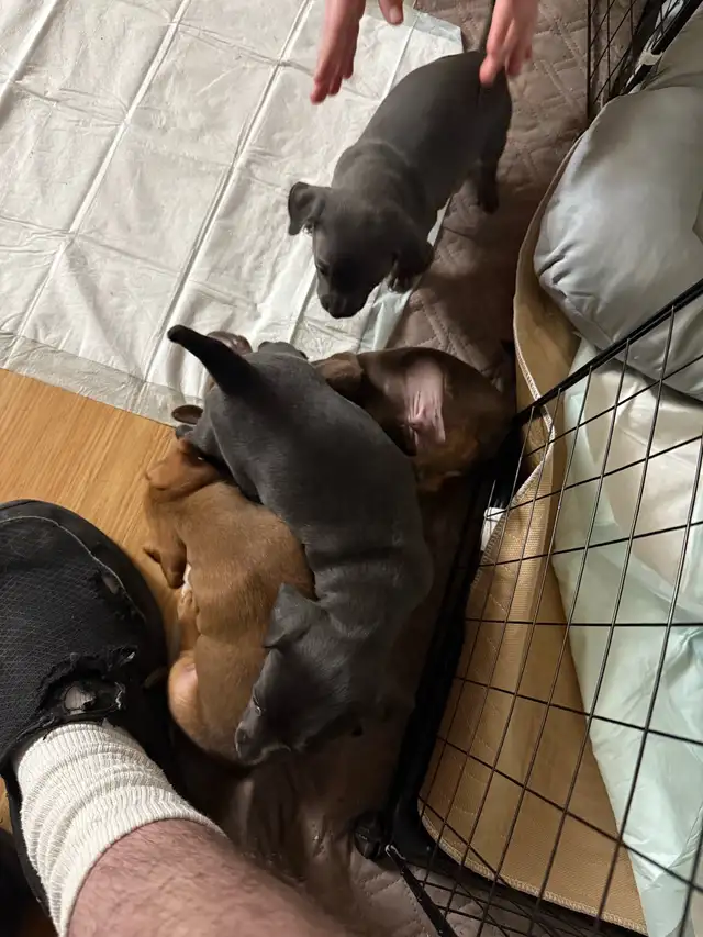 Cutest Chihuahua/ Min pin cross puppies in Dogs & Puppies for Rehoming in Cambridge - Image 3