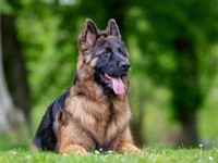 Dog Training at Home/Private One on One / $980.00 Course