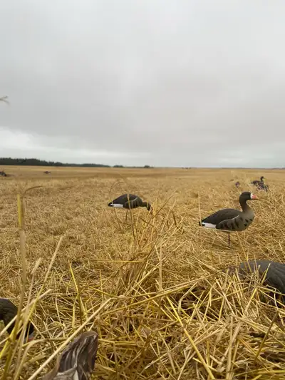 Waterfowl decoy and equipment rentals, View more