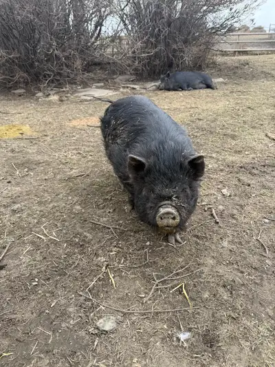 Pot belly pigs, View more