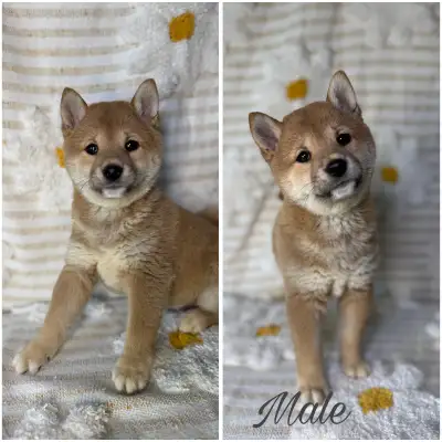Shiba Inu puppies, View more