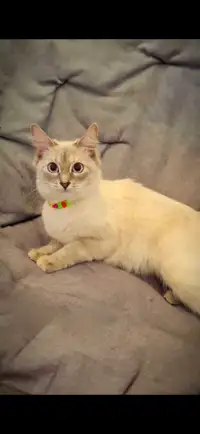 chat de race intelligent et docile de 8 mois 