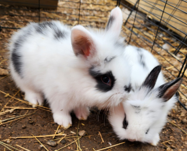 Lion head rabbits! in Small Animals for Rehoming in Swift Current - Image 3