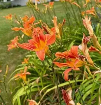 Little Garden: Orange Daylily, View more