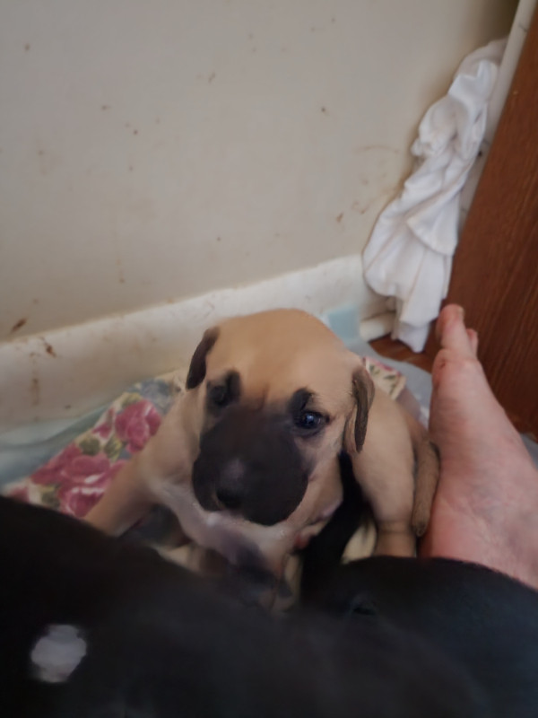 Puppy for sale in Dogs & Puppies for Rehoming in Belleville - Image 4