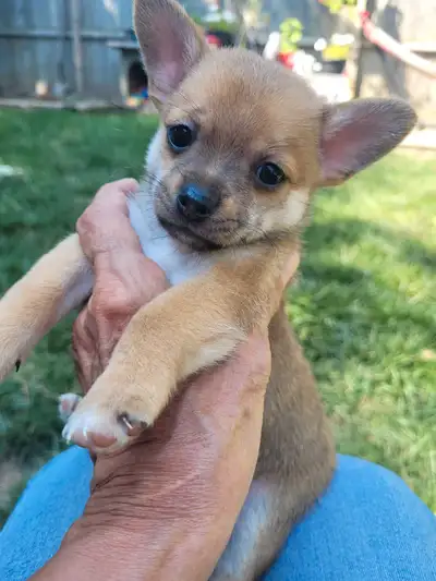 puppies for sale mom is long haired father is shot haired., View more