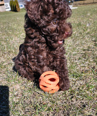 Toy Poodle  