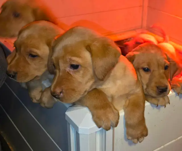 1 MALE & 1 FEMALE! CKC Purebred Yellow Labs in Dogs & Puppies for Rehoming in Sault Ste. Marie - Image 5