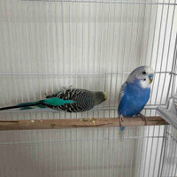 Birds for rehoming 