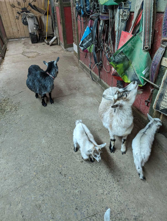 Chèvres miniatures dans Autre  à Lac-Saint-Jean