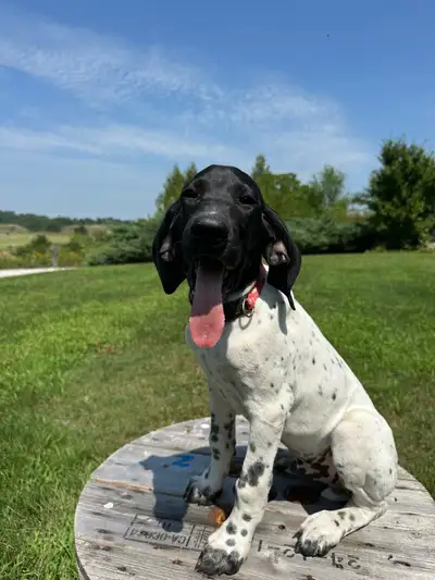 German shorthaired pointer puppies, View more