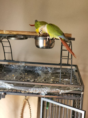 Male | Adopt Birds Locally in Kitchener Area | Kijiji Classifieds