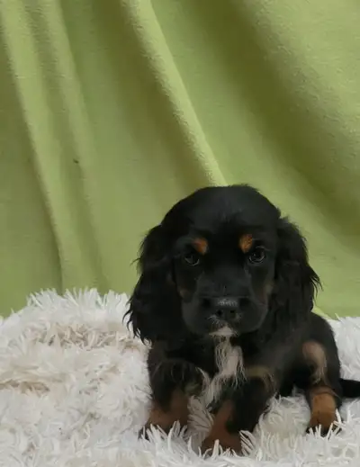 American Cocker spaniels, View more