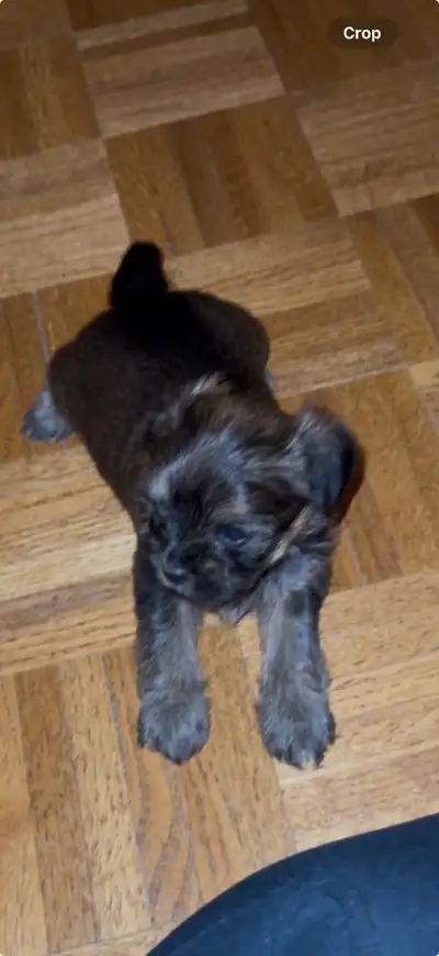 Shorkey puppies for sale, View more
