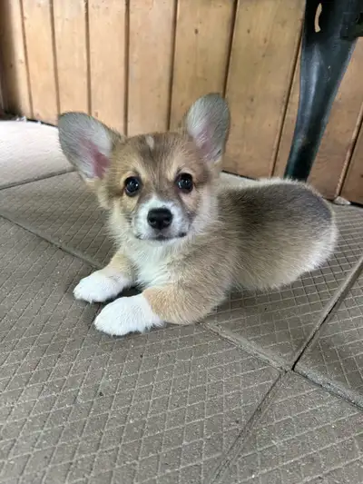 CKC Registered Pembroke welsh corgis, View more