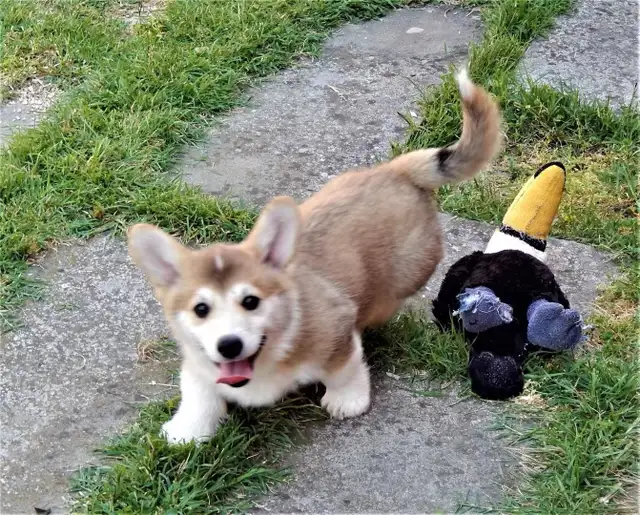 show dog rehome in Dogs & Puppies for Rehoming in Markham / York Region - Image 10