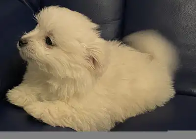 Sweet pomeranian maltese male puppy, View more