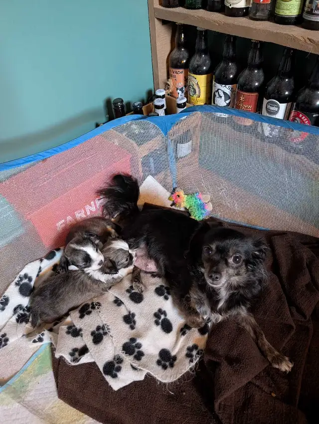 Mignon chihuahua poil long très attachant in Dogs & Puppies for Rehoming in Longueuil / South Shore - Image 7