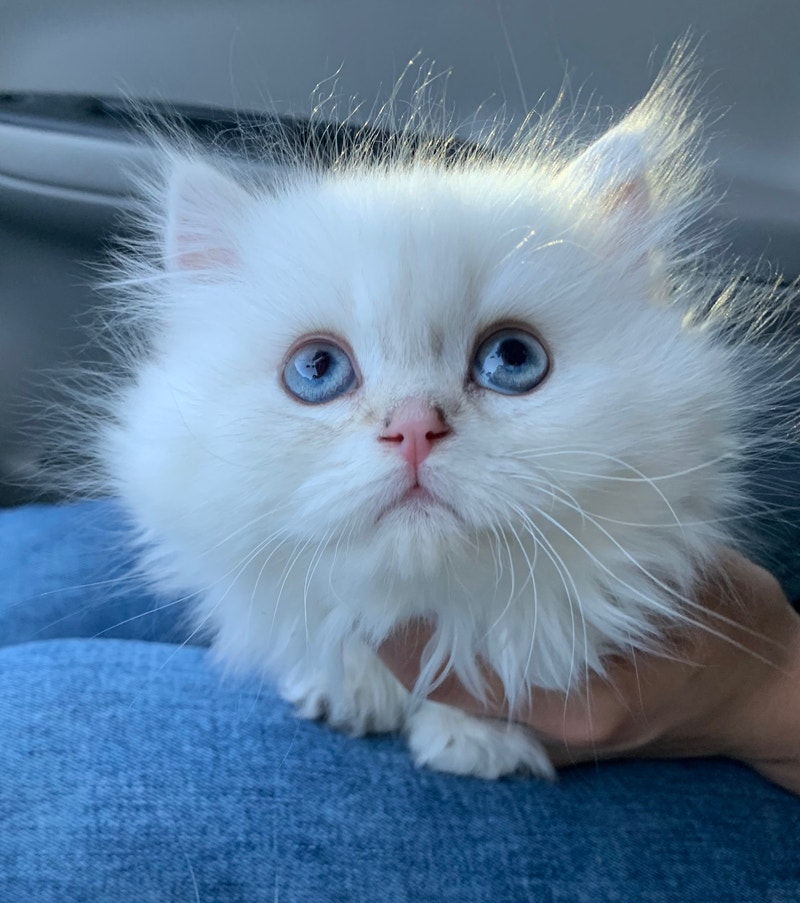 Fluffy w/ Blue eyes British Longhair TICA reg. Show Quality Cats