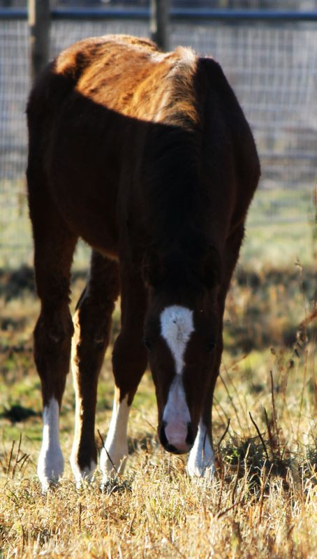 Bay Arabian Rabicano Show / Breeding Prospect. OLD Pedigree! in Horses & Ponies for Rehoming in Edmonton - Image 2