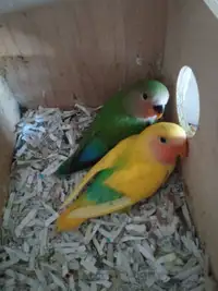 Baby love bird peach face hand feed friendly Male and female