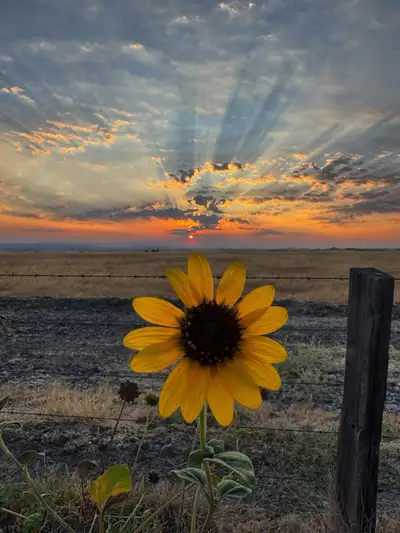 Manifesting an acreage to call home in the COUNTY OF WARNER . Pet friendly is a must, we have two ho...