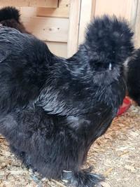 Silkie Pair Hen and Rooster
