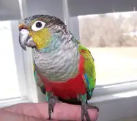 2 year old crimson bellied conure 