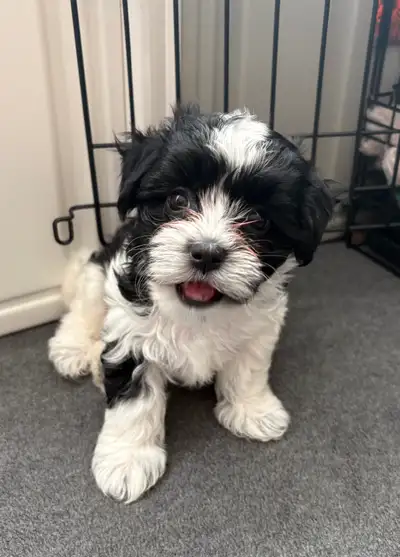 CKC Registered Havanese, View more