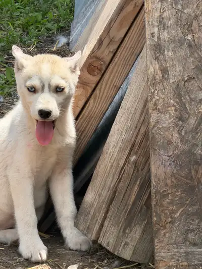 PUREBRED SIBERIAN HUSKY, View more