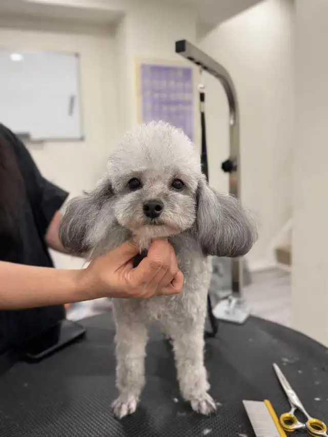 CKC registered gray/silver tiny toy poodle in Dogs & Puppies for Rehoming in Markham / York Region - Image 7
