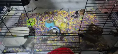 hamsters for free , View more