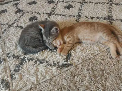 kittens for sale, View more