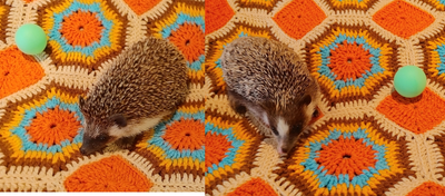 ♥Young adult hedgehogs Odessa or Blaze!, View more
