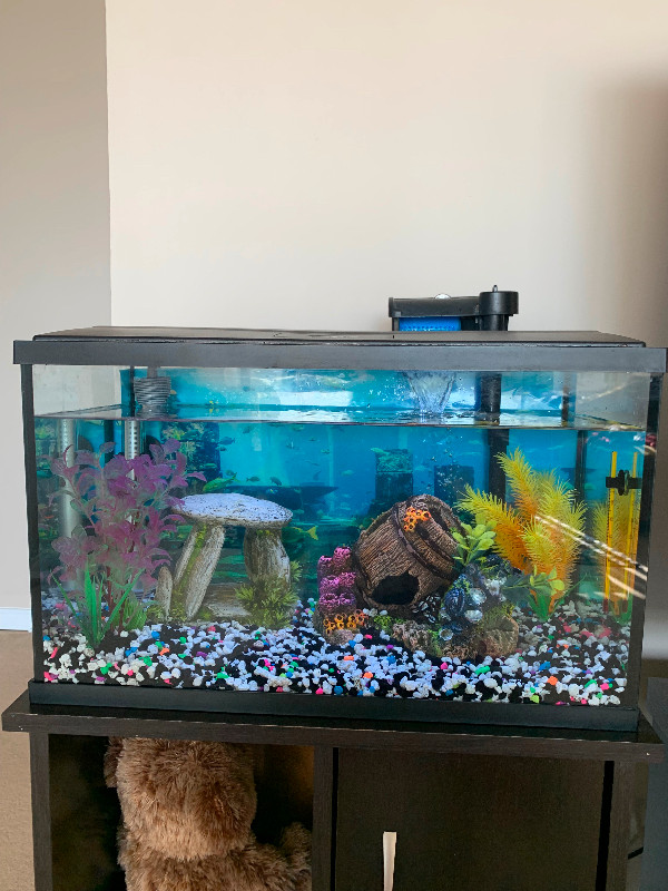Fish Aquarium in Accessories in Kitchener / Waterloo