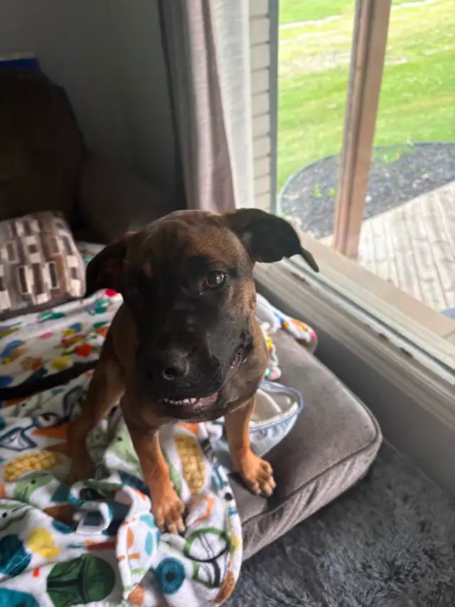 Cane corso/ mastif pup for rehoming in Dogs & Puppies for Rehoming in Windsor Region - Image 3