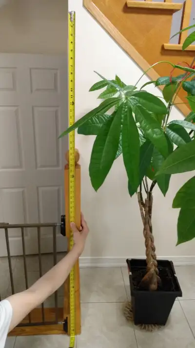 Beautiful and Healthy and Giant Money Tree Plant with New Sprouts coming out and Tree Decaration inc...