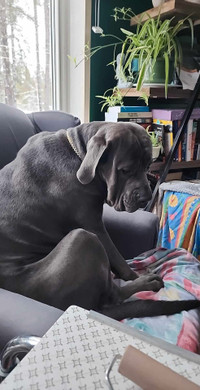 Cane corso 1 ans 1/2 à vendre