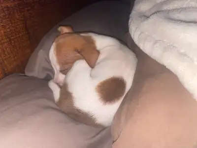 5 Beautiful Rat Terrier Pups , View more