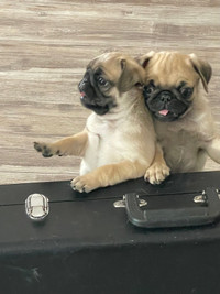Purebred Pug puppies- Ready to go!