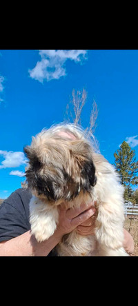  1 Shihtzu puppy  for sale