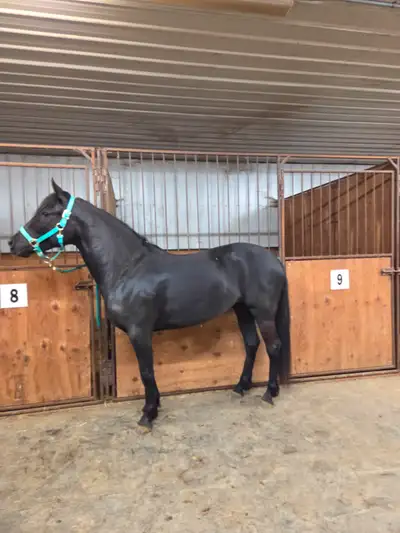 2022 morgan/quarter horse mare, View more