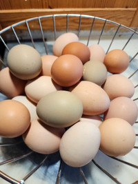 Chicken hatching eggs