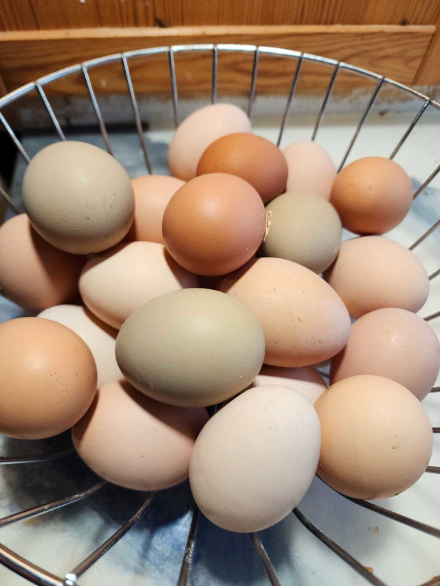 Chicken hatching eggs in Livestock in Bridgewater