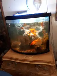 Aquarium 30 gallons avec 9 poissons 