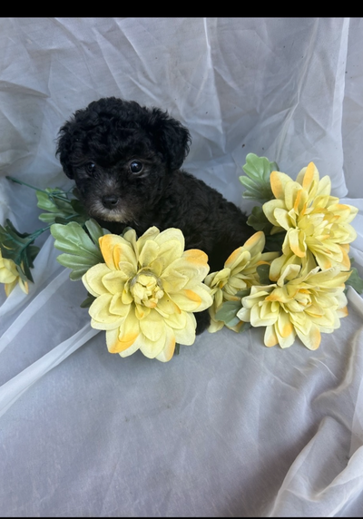 Poodle cross /havanese pups/maltese, View more