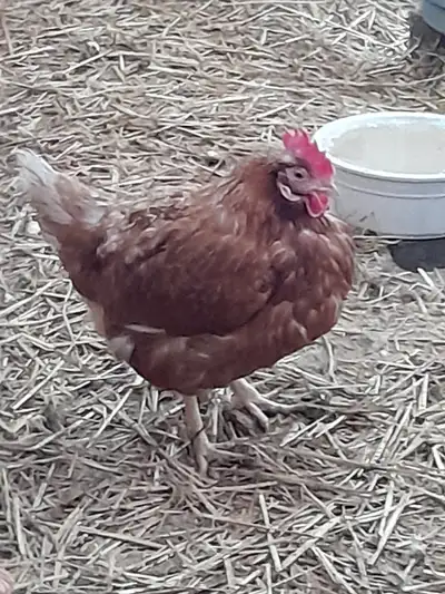Semi-Retired Red-Sex Link Laying Hens for Sale, View more
