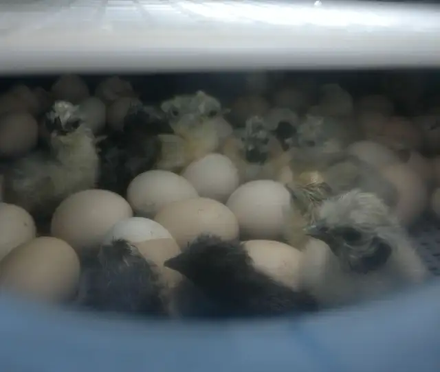 Silkie Chicks!!!! in Livestock in Norfolk County - Image 2