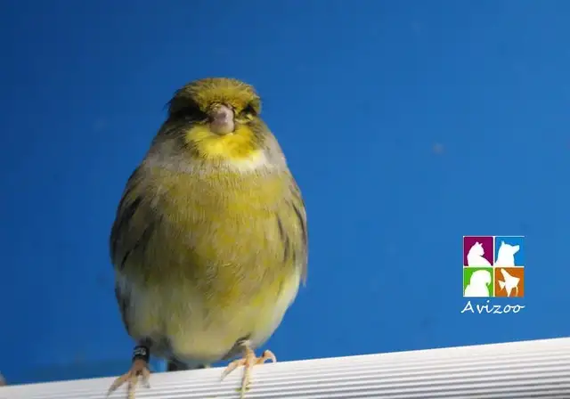 CANARIS GLOSTER M/F DISPONIBLES a partir de 100$ in Birds for Rehoming in Longueuil / South Shore - Image 9