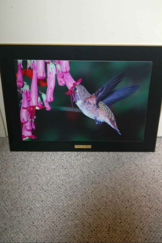 Hummingbird picture in Arts & Collectibles in Abbotsford - Image 2